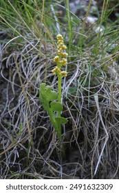 Image result for Ophioglossaceae