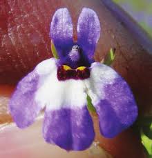 Image result for Panicum graciliflorum