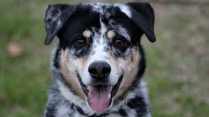 They are very trainable and are known to for more information on airlines and procedures. Texas Heeler Price Temperament Life Span