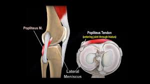If achy knees have you avoiding th. Anatomy Of The Popliteus Muscle Orthopaedicprinciples Com