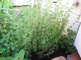 How To Harvest Thyme Thyme Plant Growing Seeds Garden Yard Ideas