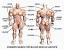 انواع العضلات