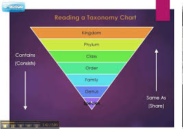 Taxonomy Chart Explained
