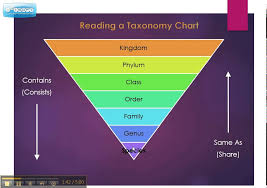 taxonomy chart explained