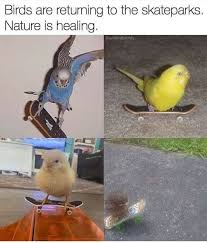 Birds Are Returning To Skateparks Nature Is Healing - Meme - Shut ...