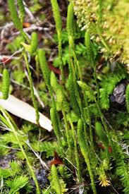 Image result for Lycopodiella caroliniana