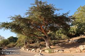Image result for Acacia sieberiana