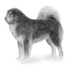 The tibetan mastiff dog is a watchful, guardian breed. Tibetan Mastiff Dog Breed Information