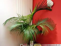 Une plante de la famille des arécacées (qui sont des palmiers). Les Palmiers D Interieur