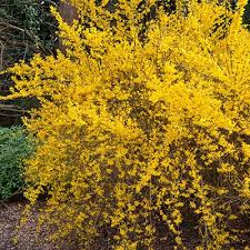 Cultivar 'lynwood' is an excellent flowering form. How To Grow Forsythias Rhs Gardening