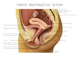 Lazaro Lopez Female Reproductive System