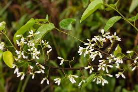 Image result for Dalbergia boehmii