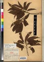 Image result for Nesogordonia