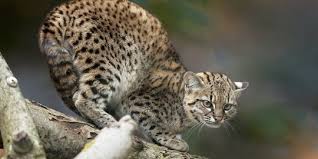 Kucing hutan dan perbedaan kucing hutan jawa sumatera dan borneo. Pampas Kucing Hutan Dengan Variasi Corak Bulu Sesuai Habitatnya Merdeka Com