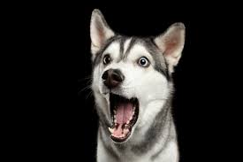 The dog's ears are now much better, it cleared up in 3 days, marvellous stuff. How Can I Keep My Dogs Mouth Healthy Mcdowell S Herbal Treatments