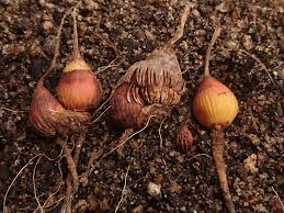 Image result for Gladiolus trichonemifolius