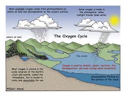 Oxygen Cycle Water Cycle Water Cycle Project Science Activities