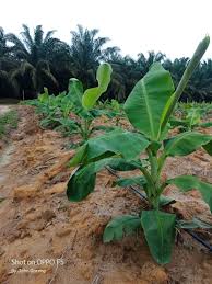 Maybe you would like to learn more about one of these? Jutawan Pisang Tanaman Pisang Sop Tanaman Pisang Utk Facebook