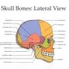 All the bones of skull, joined together by sutures… the skull is subdivided into 2 parts: 1