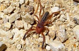 You may have heard about spiders called the sun spider or they are well developed internally, more so than most other species of spiders. Camel Spider Description Habitat Image Diet And Interesting Facts