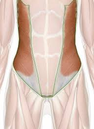 The first muscles would be the pectoralis major and the torso, then. External Abdominal Oblique Muscle