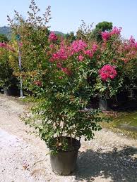 Image result for Lythraceae