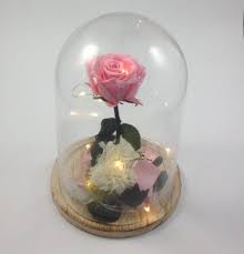 We did not find results for: La Rosa Encantada De La Bella Y La Bestia Donde Comprarla Vanityflor