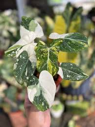 Image result for Trochomeria hookeri