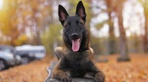 Anesthesia sensitivity is very common in belgian malinois, make sure your vet understands your dog's sensitivity before undergoing any treatment that requires anesthesia. Belgian Malinois Dog Breed Information Facts Traits Pictures More