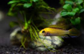 Apistogramma is a genus of fish in the family cichlidae found in south america most species are strongly sexually dimorphic with males generally larger and. Apistogramma Care Guide Tank Setup Mates Diet
