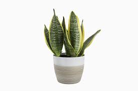 Decorating four different indoor plants in a same pyramidal pot. Best Indoor Plants 11 Houseplants You Can Easily Care For