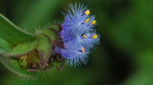 Image result for Cyanotis caespitosa