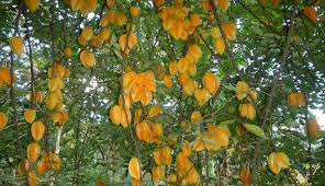 The fruit is commonly consumed throughout southeast asia. Star Fruit Flavorful And Full Of Nutrition Gardening Austin
