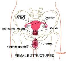 An expecting mother, deeply troubled by her unborn child, seeks to alleviate her maternal anxieties. Definition Of Womb