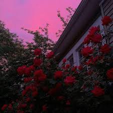 Floral art hub on instagram: 24 Images About Red Flower Aesthetic On We Heart It See More About Rose Red And Flowers