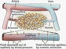 Check spelling or type a new query. Circulatory Systems