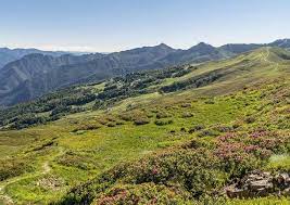 Per la sua conformazione, fatta di dolci pendii, e la sua esposizione al da meggiana un percorso ad anello riconduce a mera, mentre invece da rassa, sempre su sterrato è possibile raggiungere alagna per un percorso di circa. Natura E Panorami Sul Monte Rosa L Estate All Alpe Di Mera Verbanonews