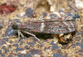 Image result for Cryptoblabes bistriga