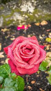 صور خلفيات للايفون ، wallpaper for mobile ، خلفيات اندرويد ، تنزيل خلفيات ، تحميل اجمل خلفيات. ïºƒïºŸï»¤ï»ž Ø®Ù„ÙÙŠØ§Øª Ùˆ ØµÙˆØ± Ù„Ù„Ù‡Ø§ØªÙ Ø§Ù„Ø°ÙƒÙŠ Ø¨Ø¬ÙˆØ¯Ø© Ø¹Ø§Ù„ÙŠØ© Hd 2021