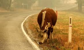 We did not find results for: Los Animales Pueden Evitar Incendios Nuestroclima