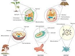 Maybe you would like to learn more about one of these? Similarities And Differences Among Cells Course Hero