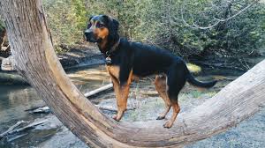 Black And Tan Foxhound Mix Kodi Our Redbone Coonhound Lab Mix Redbone Coonhound Coonhound Dogs