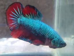 Permintaan pasar yang tinggi juga akan membuat. Terjual Cupang Green Samurai Big Size Male Kaskus