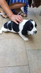 In ogni tempo ed in ogni luogo ha tenuto con sé un cane, e non solo da. Springer Spaniel Inglese Cani Annunci Animali Trovacuccioli Com Gratis Cani Gatti