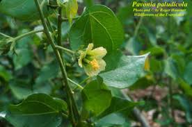 Image result for Pavonia rogersii