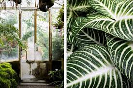 Urban Jungle Der Botanische Garten In Munchen In 2020 Botanischer Garten Munchen Botanischer Garten Pflanzenblatter