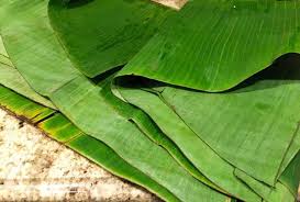 Sebenarnya cara bikin lontong cukup sederhana. Cara Membuat Lontong Daun Pisang Yang Pulen