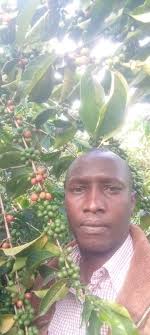 Dead sheep found at Sergoit Tiren road junction along Sergoit Kaplolo