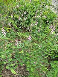 Image result for Indigofera emarginella