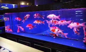 Sudah terkirim ratusan ikan koi setiap bulannya produk kami ke seluruh indonesia. Inilah Tips Memelihara Ikan Koi Di Dalam Aquarium